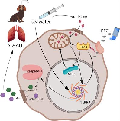 Vaporization of perfluorocarbon attenuates sea-water-drowning-induced acute lung injury by deactivating the NLRP3 inflammasomes in canines